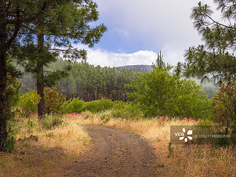 西班牙特内里费岛森林景色图片素材