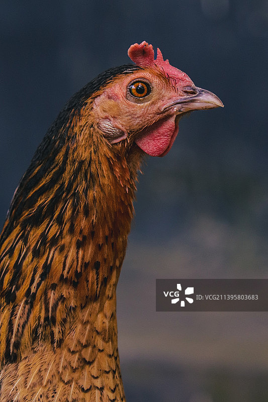 家禽矮脚鸡特写图片素材