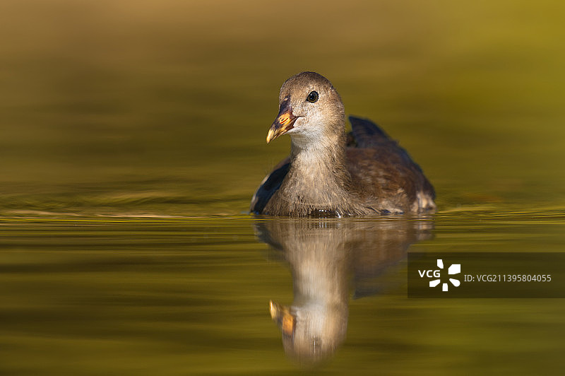 野鸭在湖中游泳的特写图片素材
