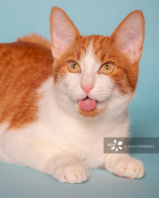 特写：德国，对着蓝色背景吐舌头的猫图片素材