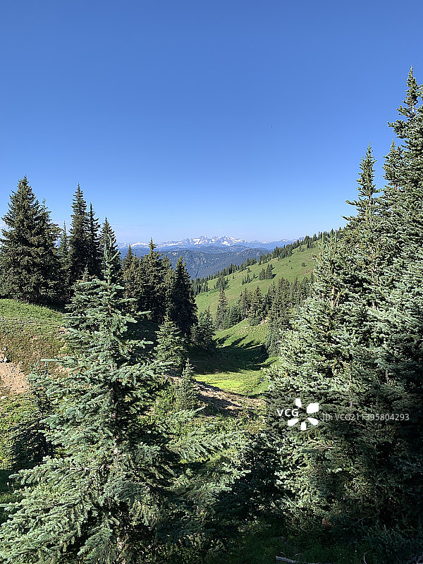 晴朗蓝天下森林的景色，加拿大曼宁公园图片素材