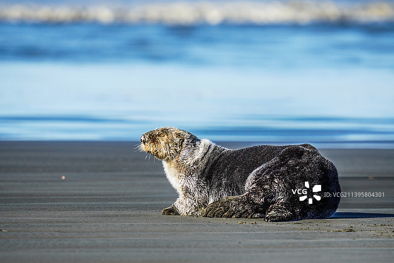 海滩海豹特写图片素材
