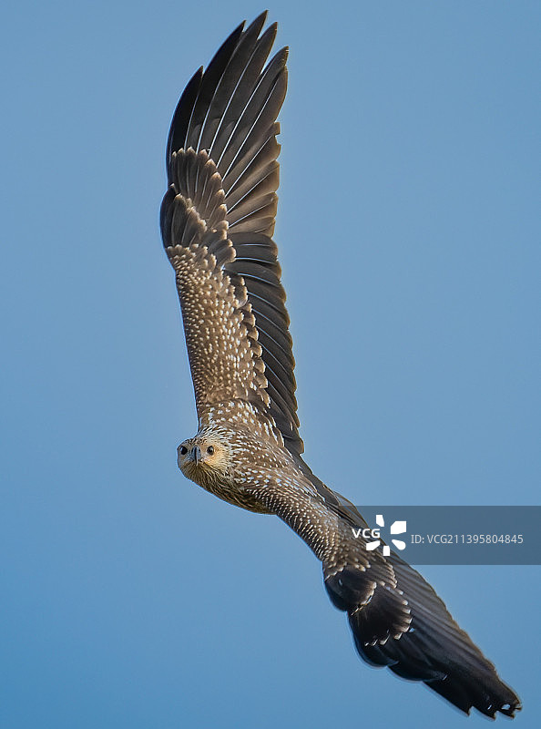 低角度的鹰飞行对晴朗的蓝天图片素材