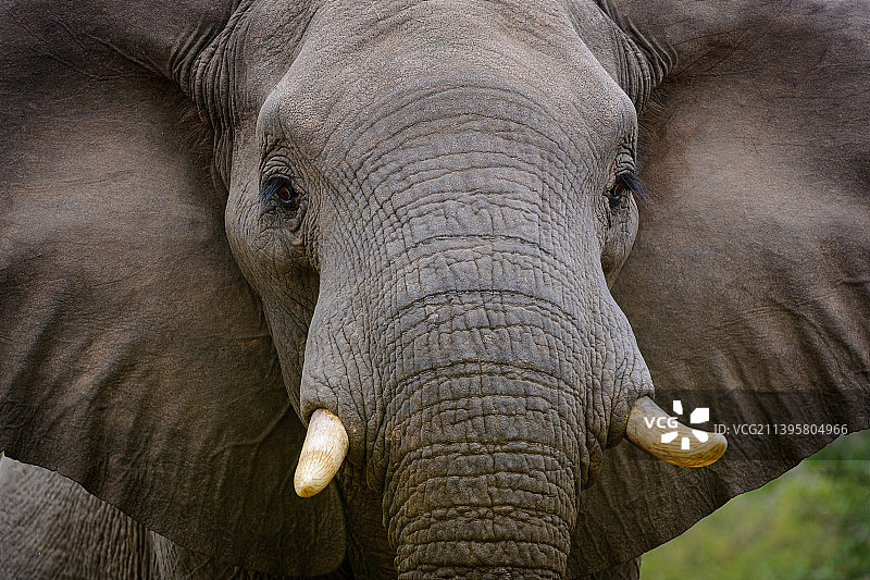 非洲象特写图片素材