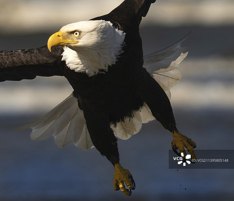 飞越海面的秃鹰特写图片素材
