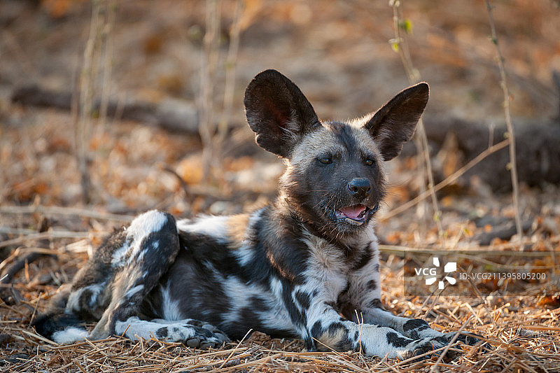 坐在田野上的狗的肖像，马沙图，中央地区，博茨瓦纳图片素材