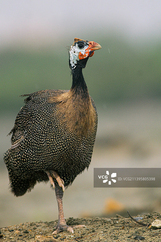 戴头盔的珍珠鸡栖息在田野上的特写图片素材