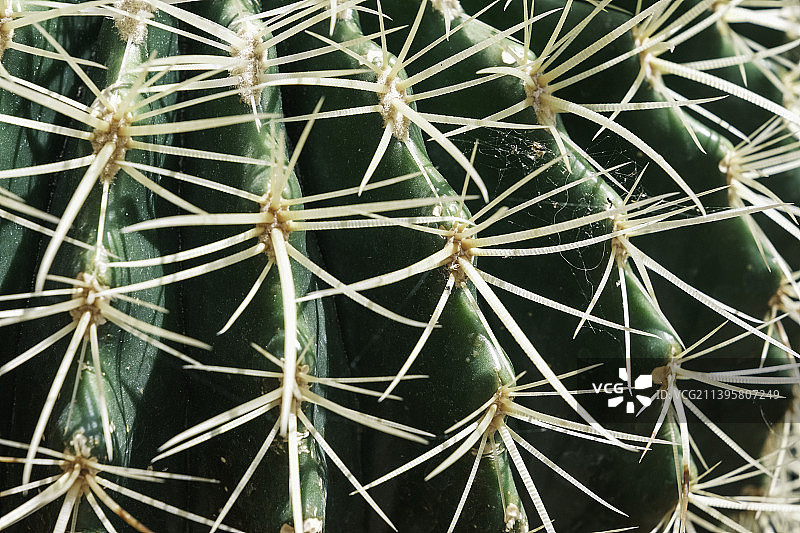 法国绿色仙人掌的刺特写图案图片素材