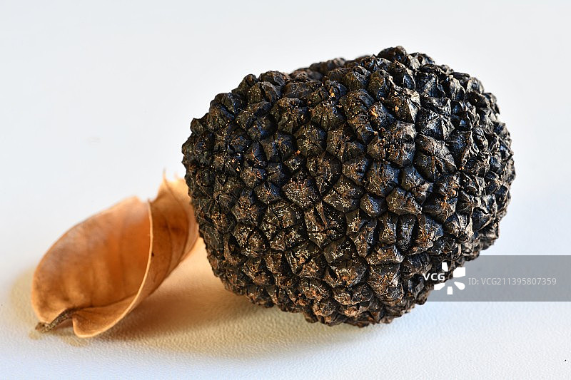 夏季松露图片素材