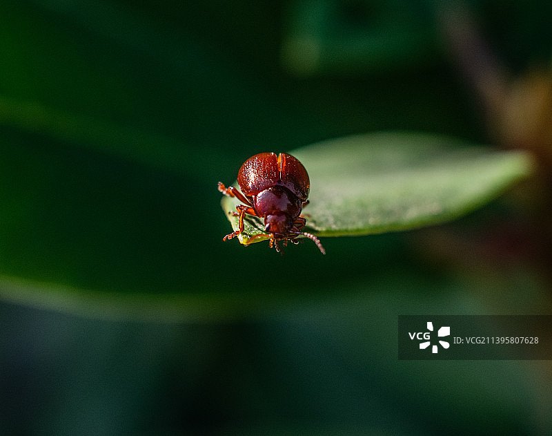 叶子上的昆虫，波兰奥波莱图片素材