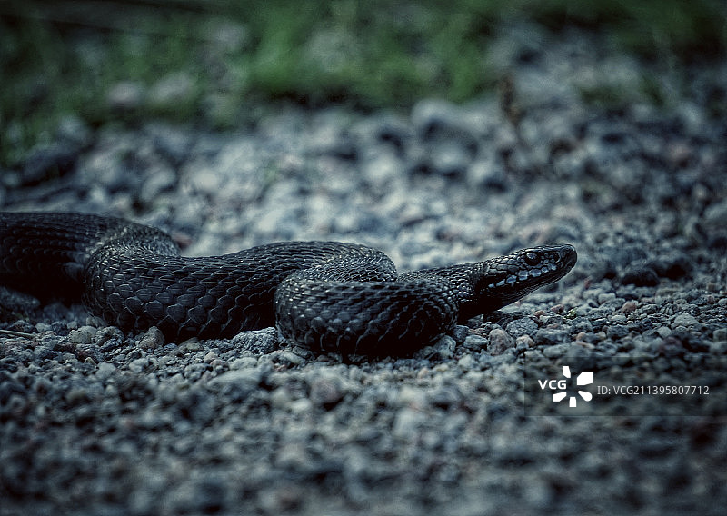 地面上的黑蛇特写图片素材