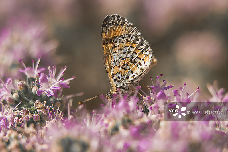 蝴蝶在粉色花朵上采蜜特写，土耳其梅尔辛图片素材