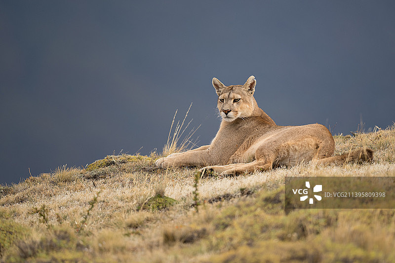 母狮坐在岩石上的肖像图片素材