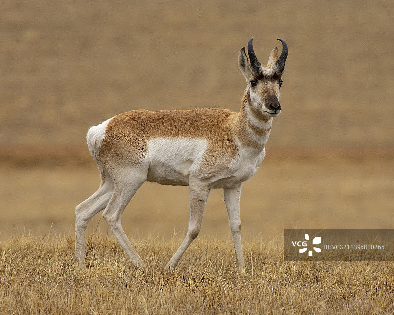 在美国怀俄明州吉列，鹿站在田野上的侧面视角图片素材