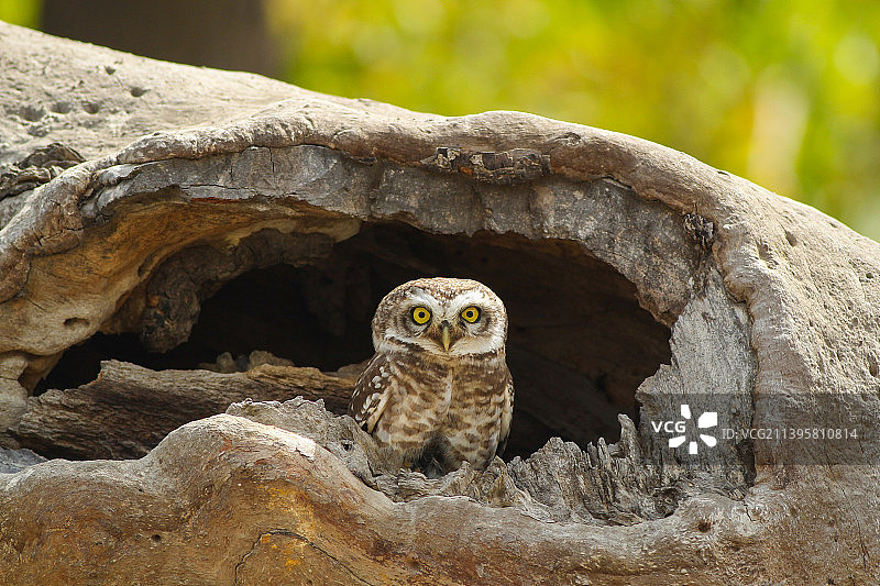 栖息在岩石上的猫头鹰的肖像，印度印多尔图片素材