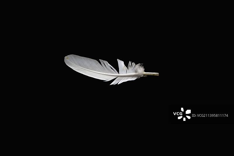 白色羽毛黑色背景特写，约旦安曼图片素材