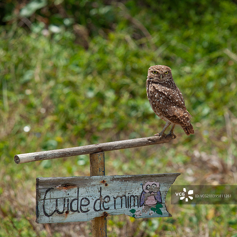 栖息在木桩上的小穴鸮特写图片素材