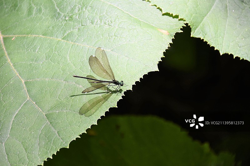 蜘蛛在树叶上的特写图片素材