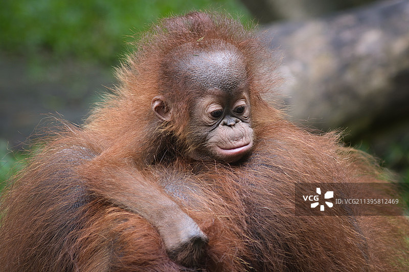 猴子看向远方的特写，印度尼西亚，东加里曼丹图片素材