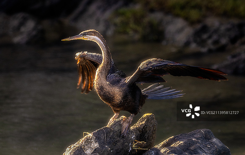 南非岩石上栖息的鸬鹚特写图片素材