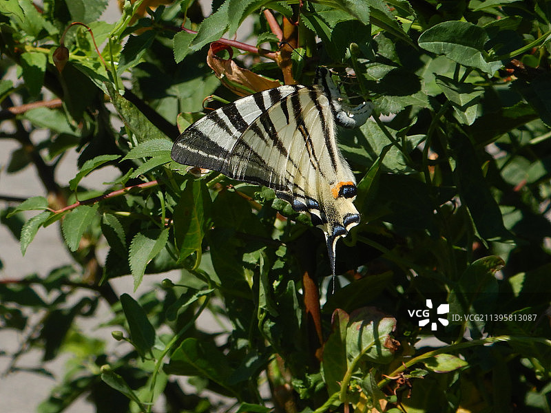 植物上的蝴蝶特写，奥地利维也纳图片素材