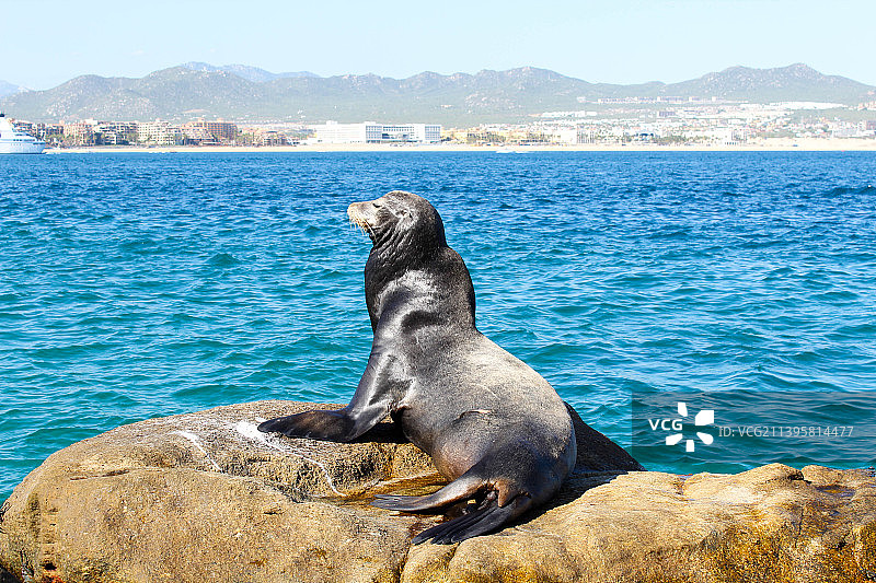 墨西哥圣卢卡斯角海边岩石上的海豹特写图片素材