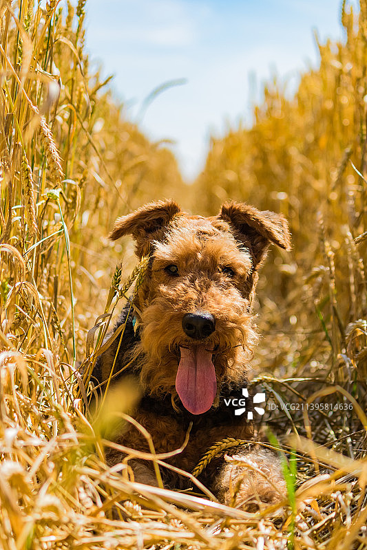田野中的梗犬肖像图片素材