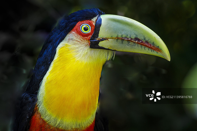 巴西潘塔纳尔的彩色幼年巨嘴鸟热带鸟类图片素材