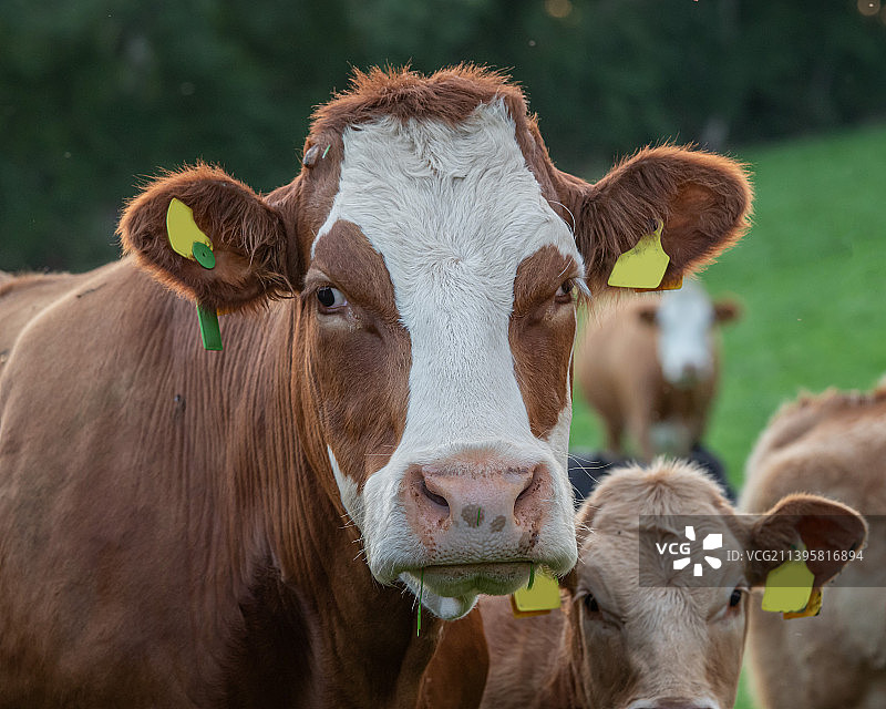 田野中站立的牛的肖像，英国图片素材
