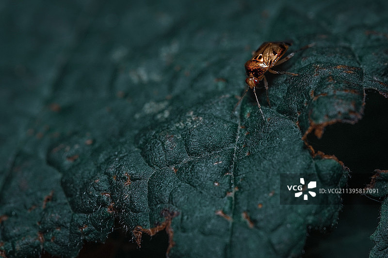 昆虫在树叶上的特写图片素材