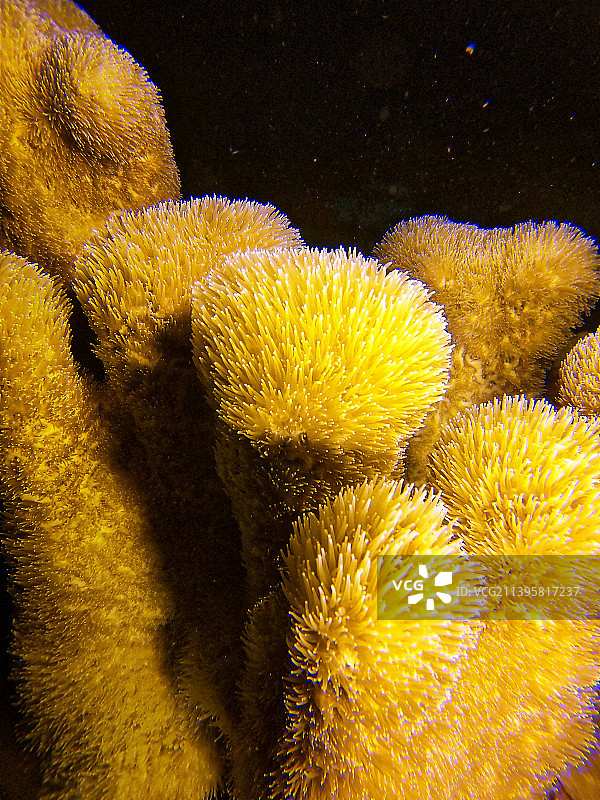 海中珊瑚的特写图片素材