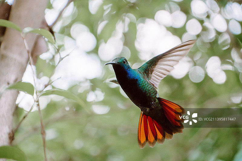 蜂鸟飞过树木特写，巴西蒙特阿莱格里杜苏尔图片素材