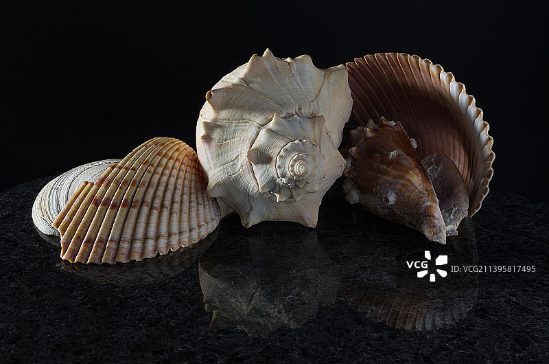 黑色背景上的贝壳特写，美国佐治亚州康普顿图片素材