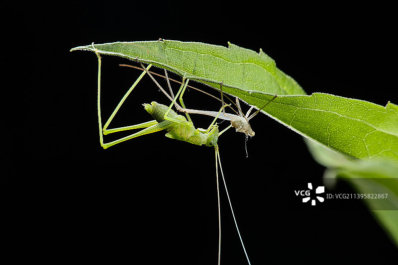蜕皮羽化中的螽斯虫图片素材