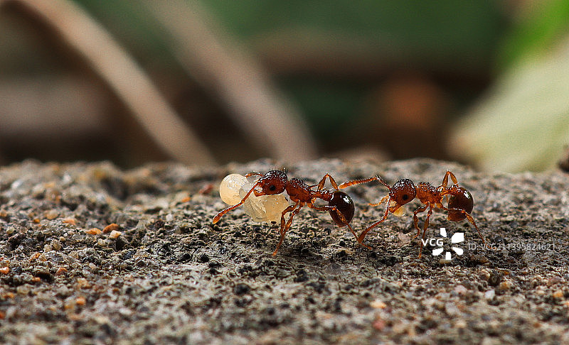 蚂蚁搬运蚁卵图片素材