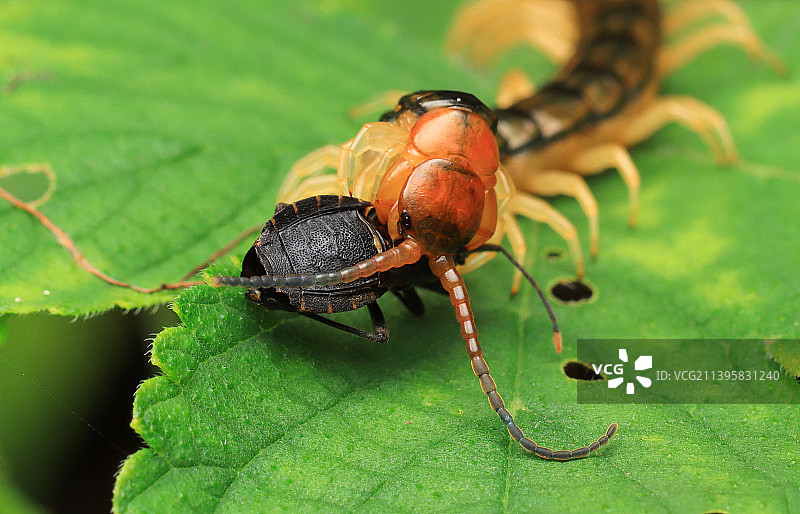蜈蚣捕食甲虫图片素材
