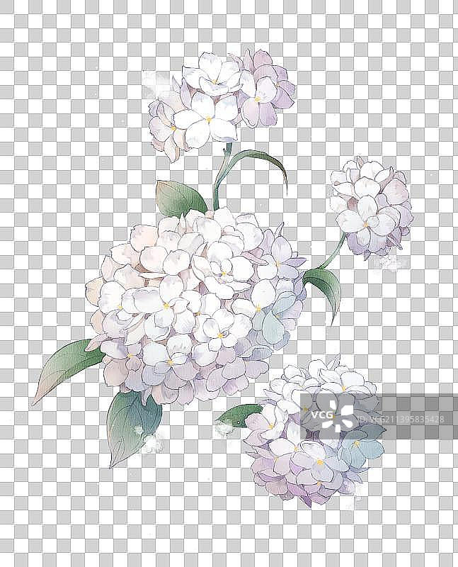 古风水彩水墨花卉插画——绣球花图片素材