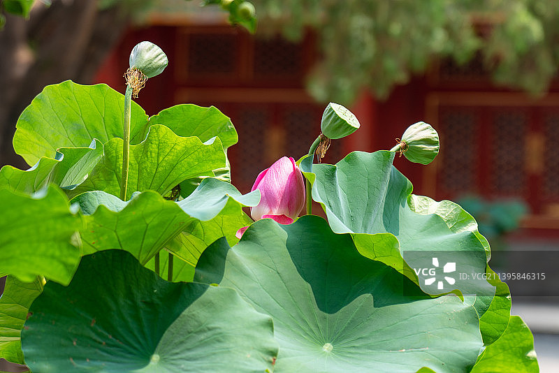 夏天故宫慈宁宫花园的荷花和莲蓬图片素材