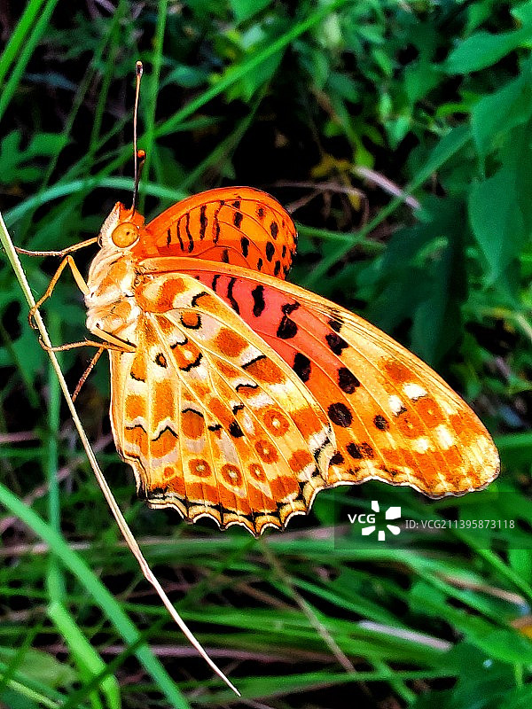 彩蝶展翅图片素材