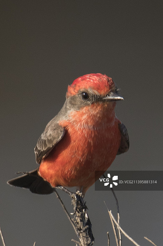 雄性朱红霸鹟图片素材