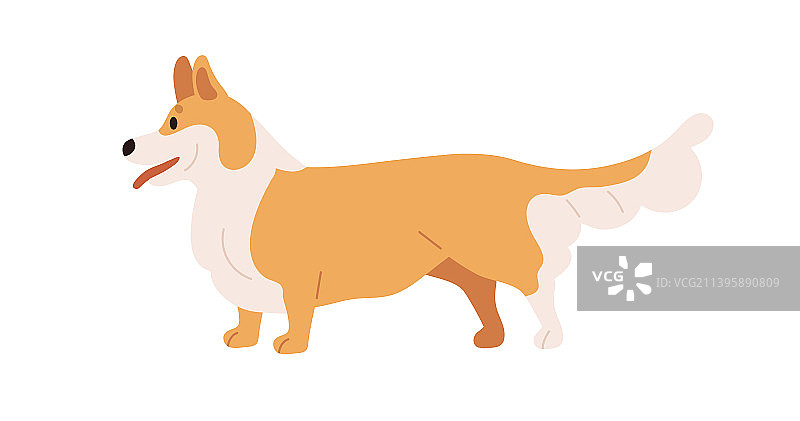 威尔士柯基犬品种的可爱狗狗，纯种双色图片素材