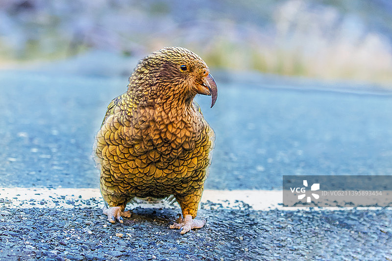 啄羊鹦鹉----偶遇起跑线图片素材