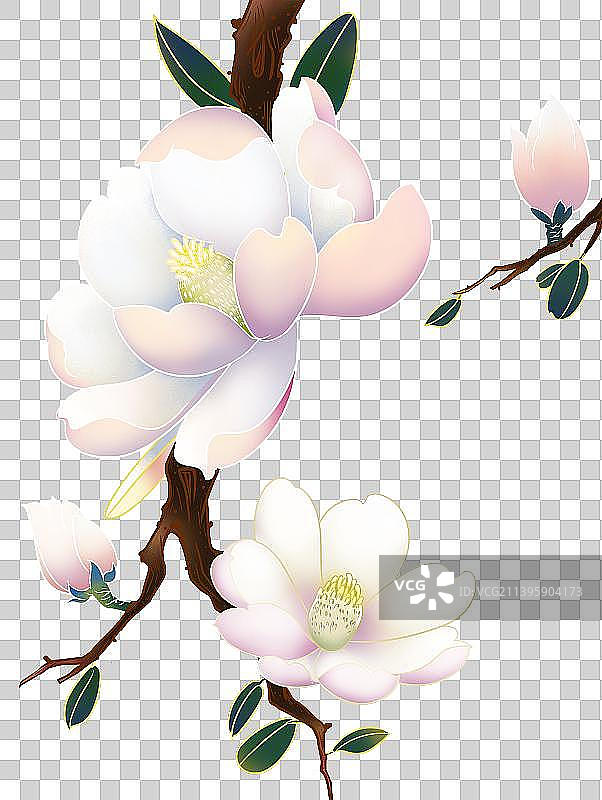孔雀玉兰花国潮插画海报背景图片素材