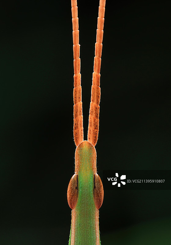 剑蝗触角特写图片素材