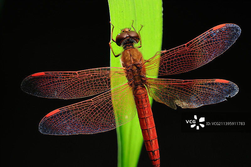 逆光下的红蜻蜓特写图片素材
