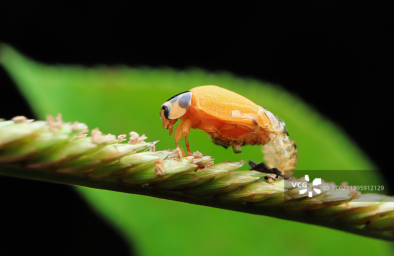 瓢虫羽化孵化出壳图片素材