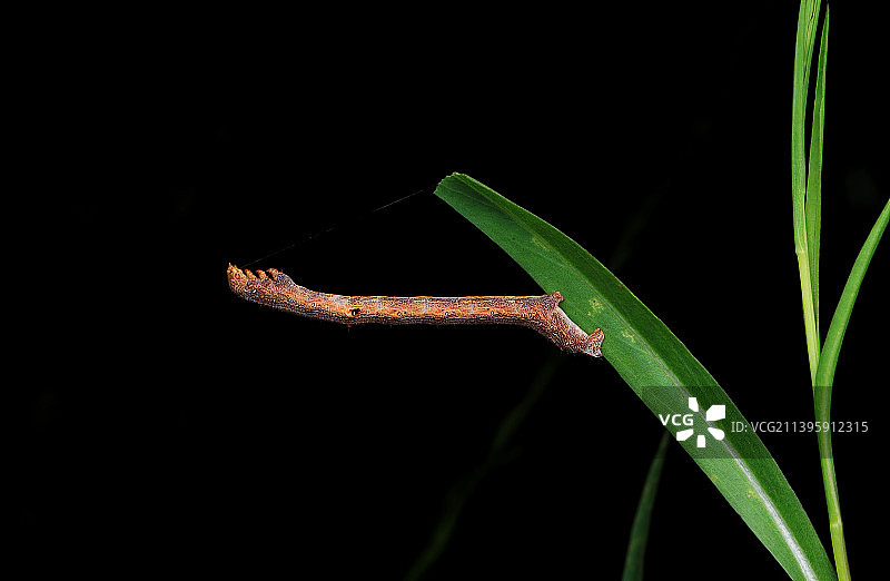 尺蠖像树枝一样的虫子图片素材