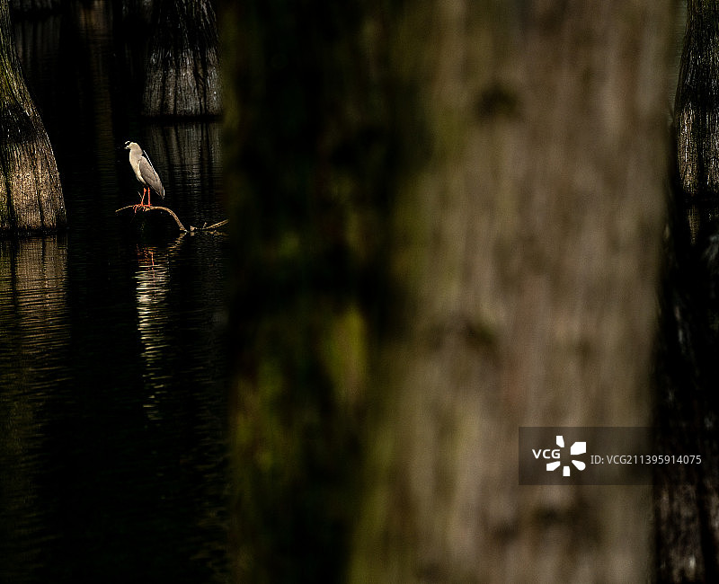 初夏涨渡湖的精灵图片素材