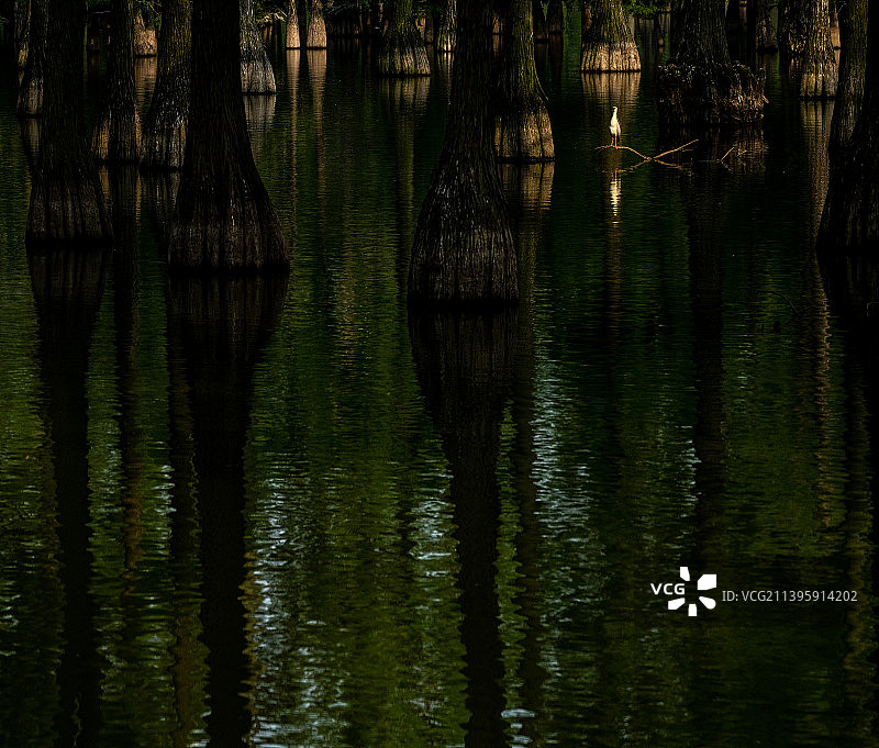 初夏涨渡湖的精灵图片素材