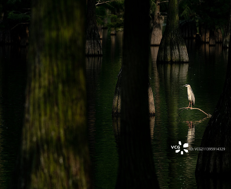 初夏涨渡湖的精灵图片素材
